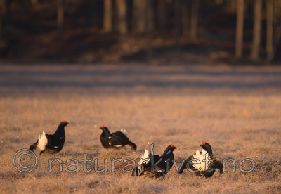 BB 08 0102 / Tetrao tetrix / Orrfugl